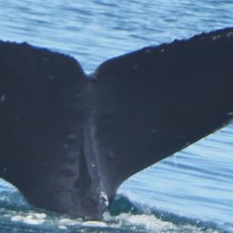 Fluke of Alexander Thomas Rubenstein the Whale