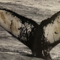 Fluke of GWAK-P043