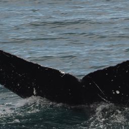 Fluke of HW-MN0410604