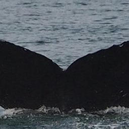 Fluke of HW-MN0410605