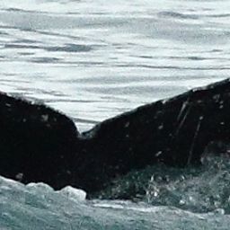 Fluke of GWAK-P339