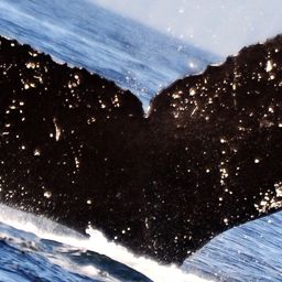 Fluke of HW-MN0420506