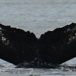 Fluke of Fish