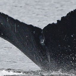 Fluke of CRC-18362