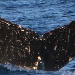 Fluke of Horizontal