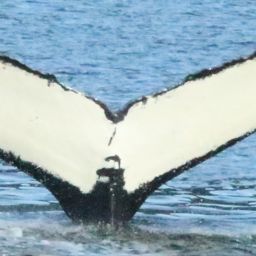 Fluke of Ivory