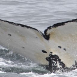 Fluke of Spindrift
