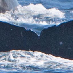 Fluke of CRC-17942