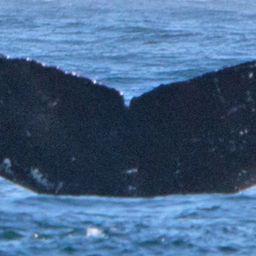Fluke of Reaper