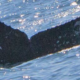 Fluke of CRC-16451