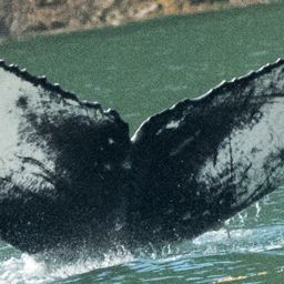 Fluke of CRC-18154