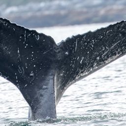 Fluke of CRC-18174