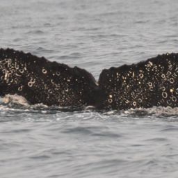 Fluke of Cluster