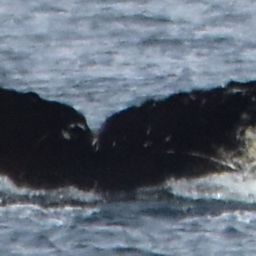 Fluke of CRC-17720
