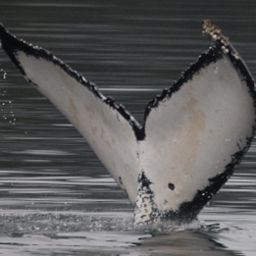 Fluke of Pica