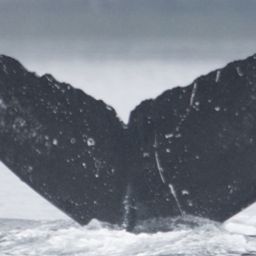 Fluke of Galaxy