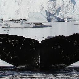 Fluke of AHWC-7355