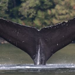 Fluke of CRC-18291