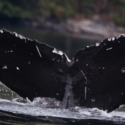 Fluke of CRC-18292