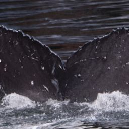 Fluke of Raven