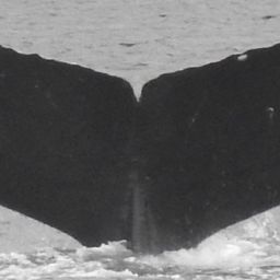 Fluke of Drop