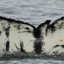 Fluke of CRC-17567