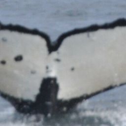 Fluke of CRC-17698