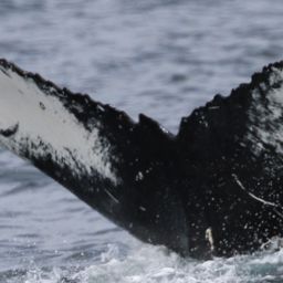 Fluke of CRC-17821