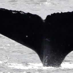 Fluke of Snowcap