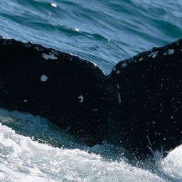 Fluke of CRC-18701
