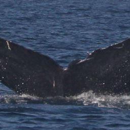 Fluke of CRC-19477