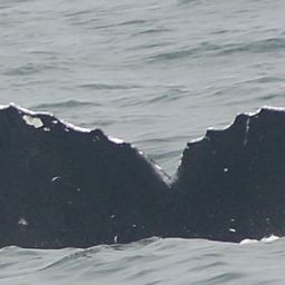 Fluke of CRC-12277