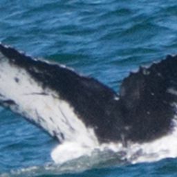 Fluke of CRC-17782
