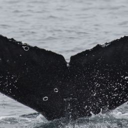 Fluke of CRC-17794