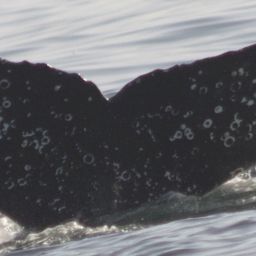 Fluke of CRC-20469