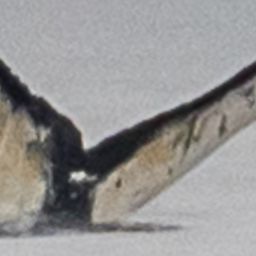 Fluke of CRC-18849