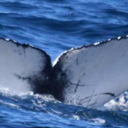 Fluke of CRC-18279