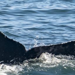 Fluke of CRC-18281