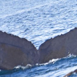 Fluke of CRC-18010