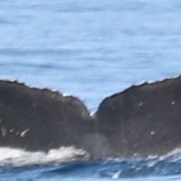 Fluke of CRC-17722