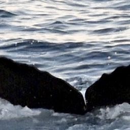 Fluke of CRC-17693