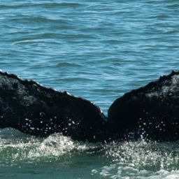 Fluke of CRC-18020