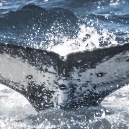 Fluke of CRC-18558