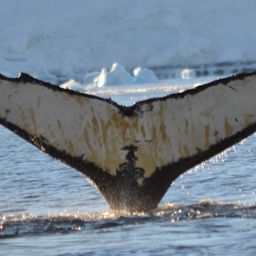 Fluke of AHWC-7403