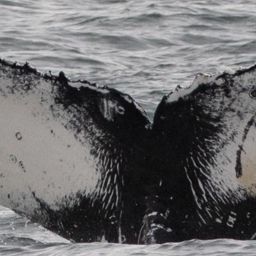 Fluke of CRC-18483