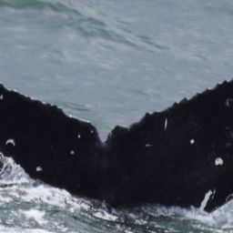 Fluke of CRC-18780