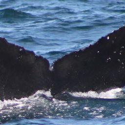 Fluke of CRC-17599