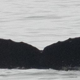 Fluke of CRC-18583