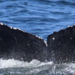 Fluke of CRC-18783