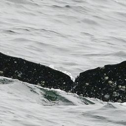 Fluke of CRC-20479